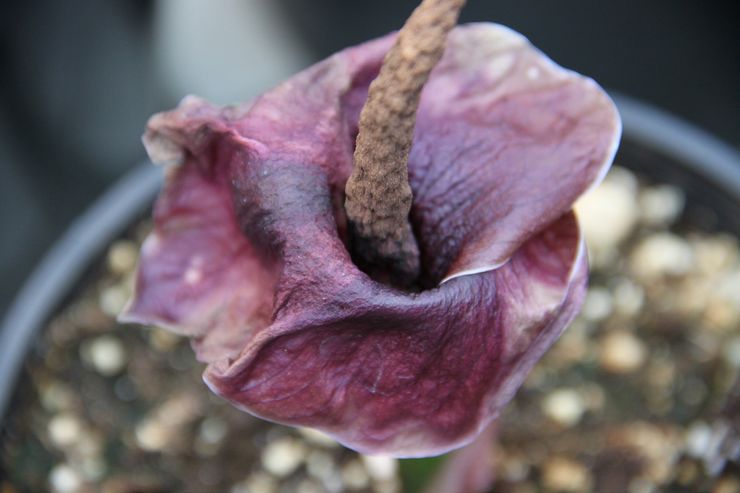 Penerangan mengenai amorphophallus