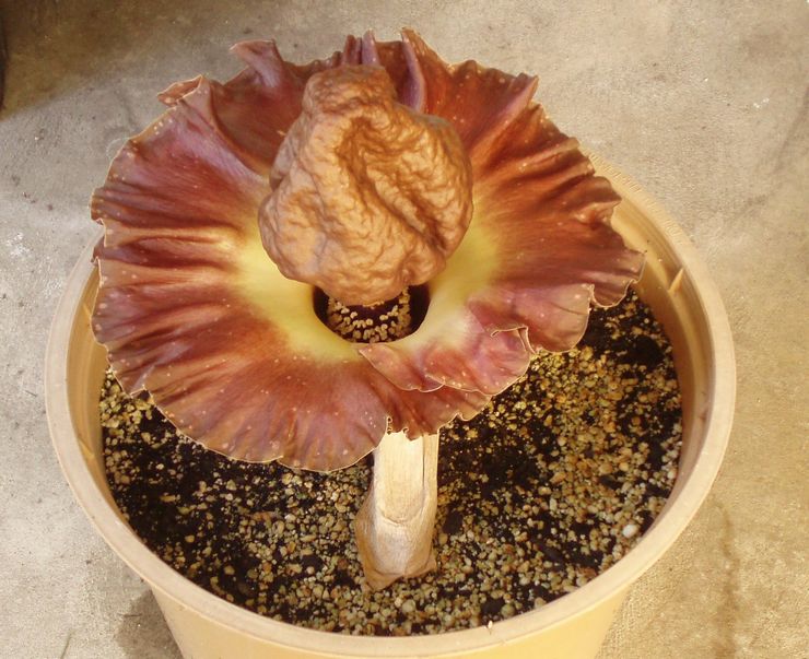 Pemindahan Amorphophallus