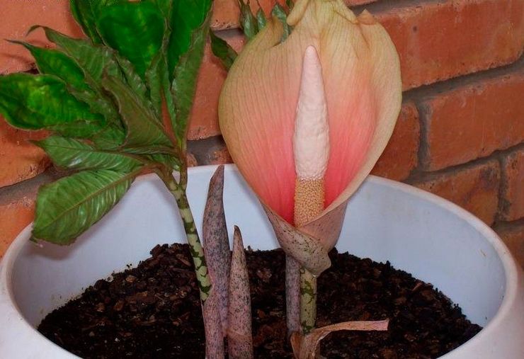 Amorphophallus yang semakin meningkat