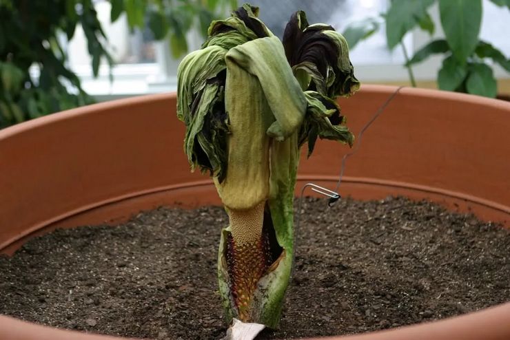 Tempoh rehat amorphophallus