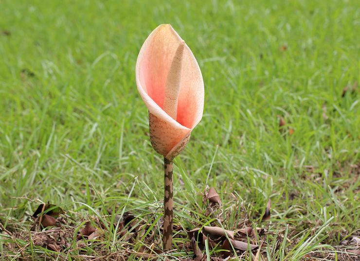 Amorphophallus blomma