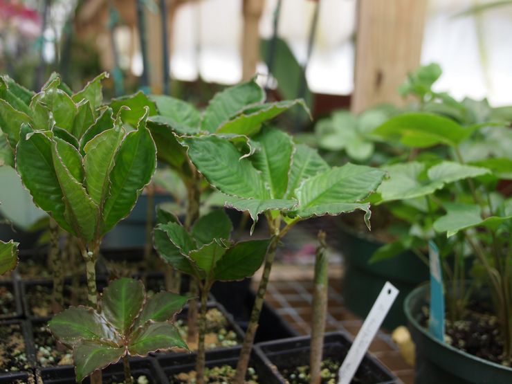 Amorphophallus förökningsmetoder