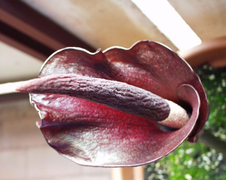 Amorphophallus Rivera