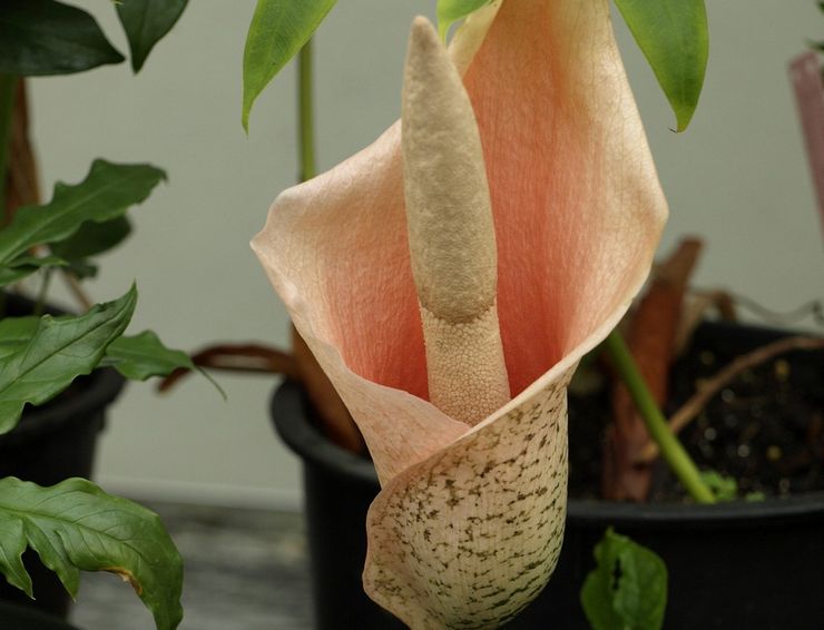 Penjagaan amorphophallus di rumah