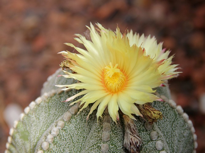 Astrophytum - hemvård. Odling av astrofytumkaktus, transplantation och reproduktion. Beskrivning. Ett foto