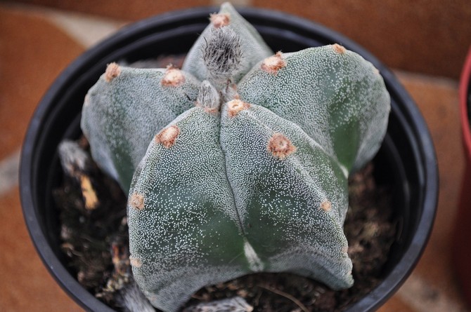 Untuk menanam astrophytum, anda boleh menggunakan campuran untuk kaktus.