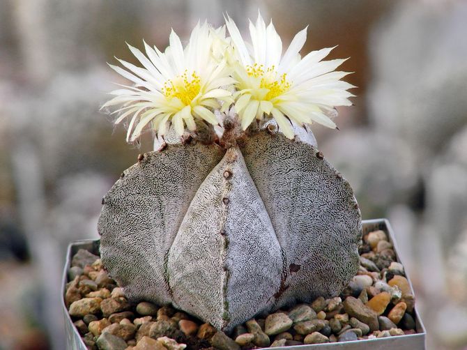 astrophytum adalah optimum untuk tumbuh di pangsapuri dan rumah persendirian.