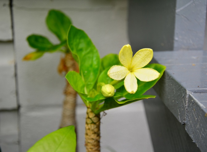 Det finns två vanligaste typer av brigamia: Brigamia Rocky och Brigamia Insignis.