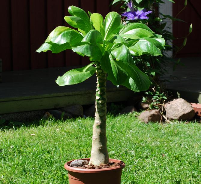 Födelseplatsen för brigamin är Hawaiiöarna, därför tillhör växten den värmeälskande arten.