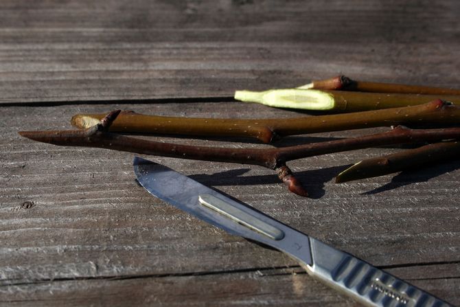 Hur man odlar ditt eget rotade äpple och päron från sticklingar