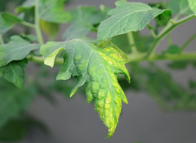 Dengan kekurangan kalium, daun baru di semak sayur mulai bergulung, dan daun lama memperoleh sedikit kekuningan.