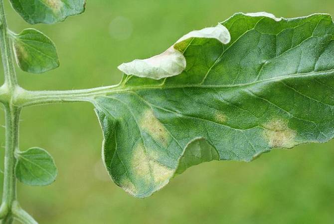 Lövverket på tomatbuskar blir gult mellan bladvenerna och krullar sig uppåt.