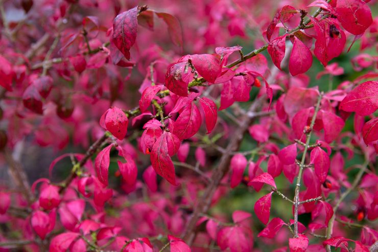 Bevingad euonymus