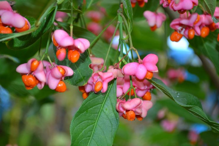 Pokok gelendong Eropah