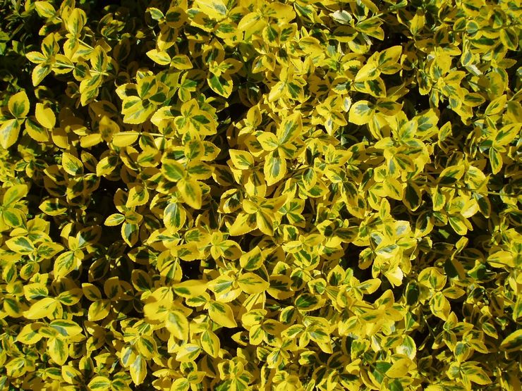 Euonymus Jepun