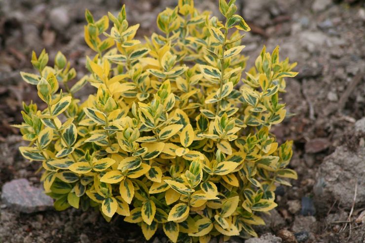 Penerangan euonymus