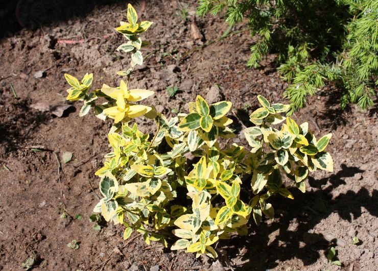 Plantering av euonymus i öppen mark