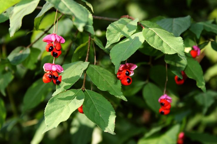 Warty euonymus, atau euonymus sedikit bunga