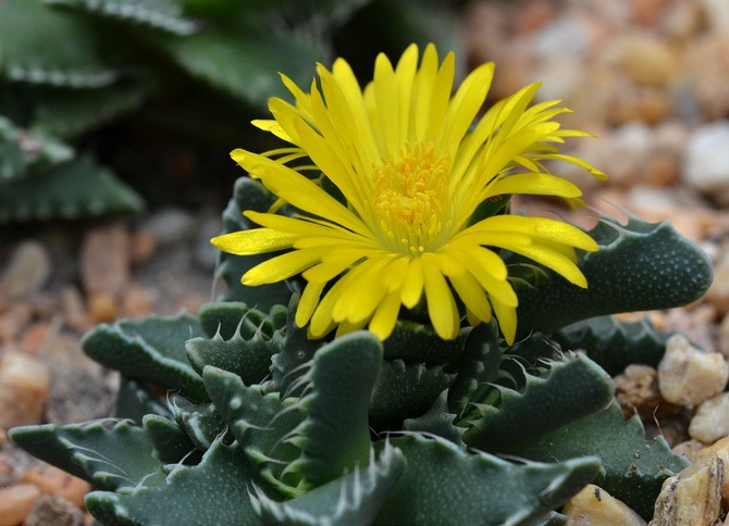 Faucaria - hemvård. Faucaria odling, transplantation och reproduktion. Beskrivning, typer, foton