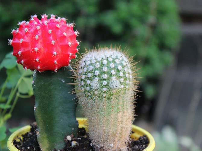 Gymnocalycium - hemvård. Gymnocalycium kaktusodling, transplantation och reproduktion. Beskrivning, foto