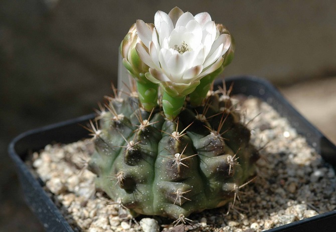 Gymnocalycium vård hemma