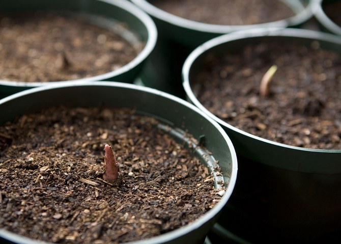 Pengeluaran semula caladium