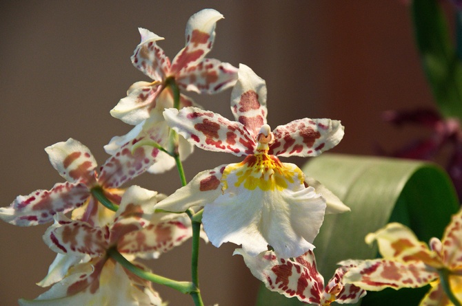 Cumbria Orchid - penjagaan di rumah. Penanaman cambria, pemindahan dan pembiakan. Penerangan, jenis. Gambar