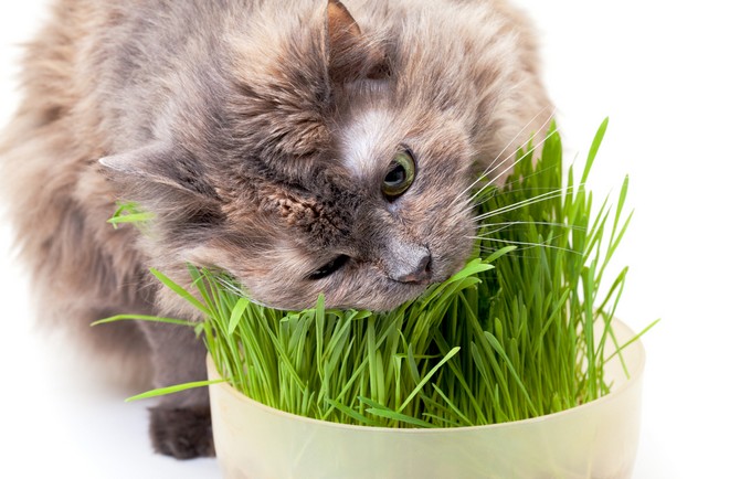 Untuk kucing, anda boleh menanam rumput atau pudina kucing khas