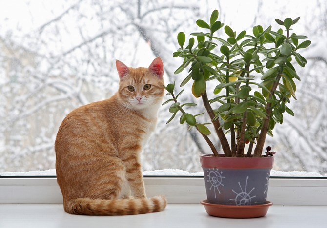 Hur man avvänjer en katt från att äta blommor och krukväxter. Vad händer om katten äter blommor?