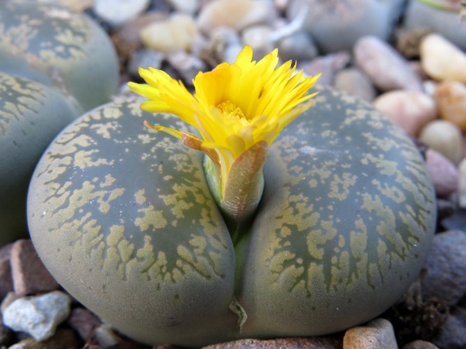 Lithops är levande stenar. Vård i hemmet. Lithops odling, transplantation och reproduktion. Ett foto