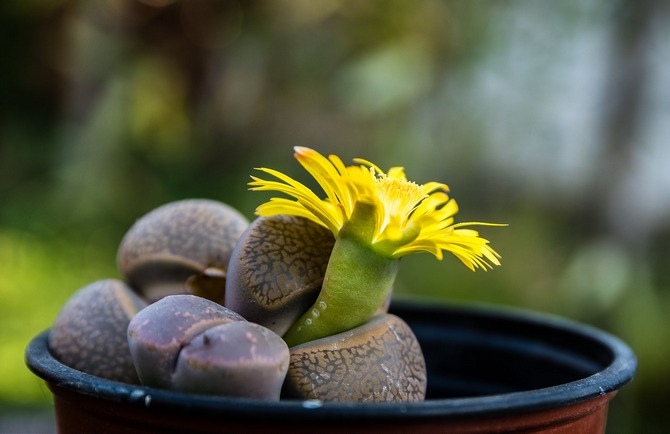 Lithops är små växter som består av tjocka ark skarvade ihop.