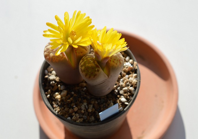 Lithops är opretentiösa i vården och kräver inte ytterligare sprutning med vatten.