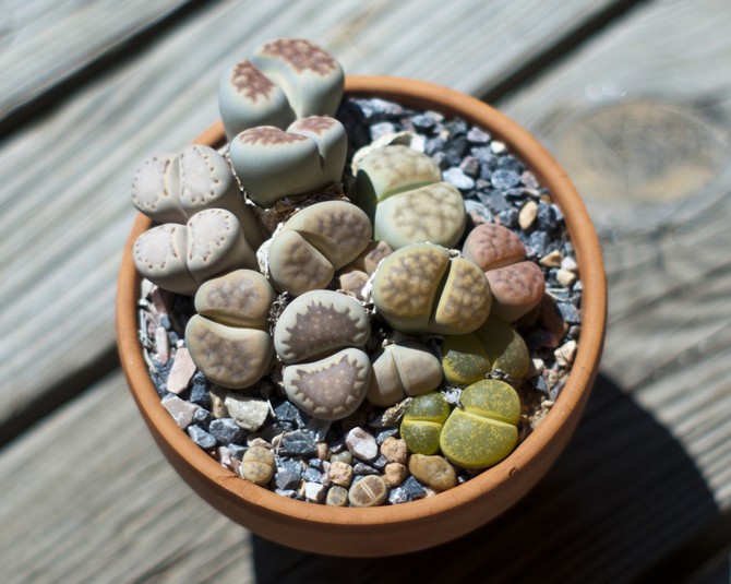 Lithops menjaga di rumah