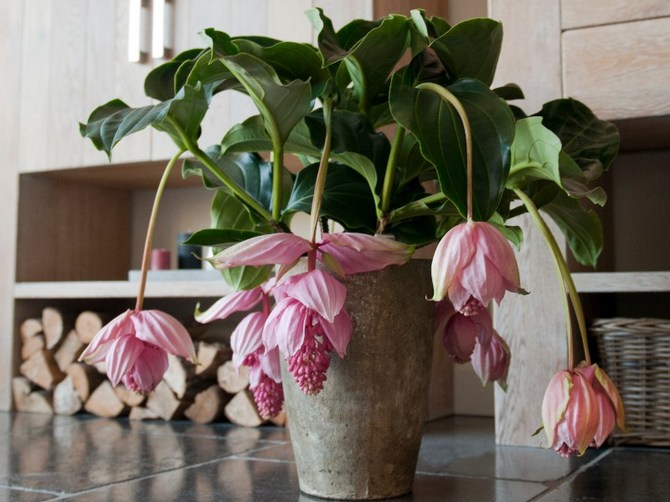 Medinilla - penjagaan rumah. Penanaman medinilla, pemindahan dan pembiakan. Penerangan, jenis. Gambar