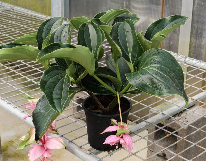 Medinilla behöver regelbunden, måttlig vattning under tillväxt och blomning.