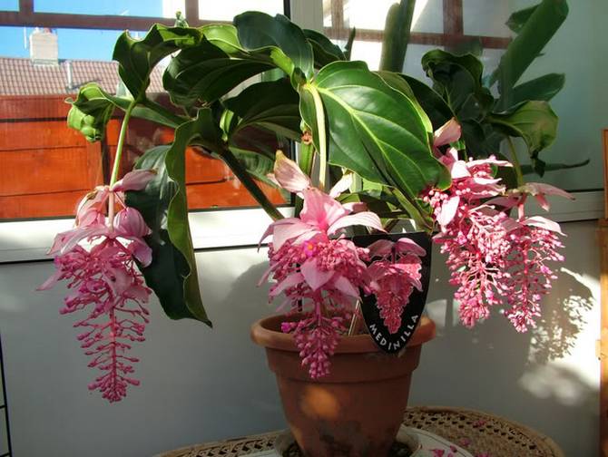 Menjaga medinilla di rumah