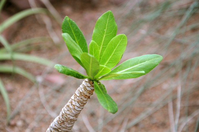 Brigamia adalah tumbuhan yang luar biasa dalam struktur.