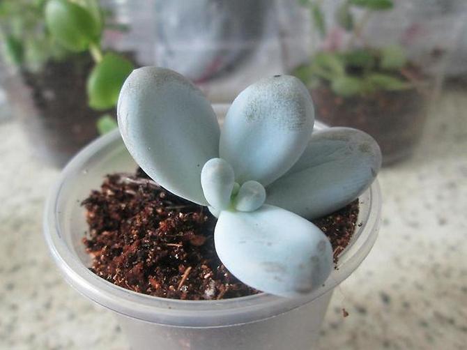 Reproduktion av pachyphytum