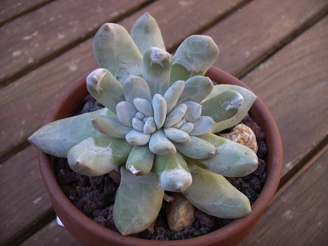 Pachyphytum - hemvård. Pachyphytum odling, transplantation och reproduktion. Beskrivning, typer. Ett foto