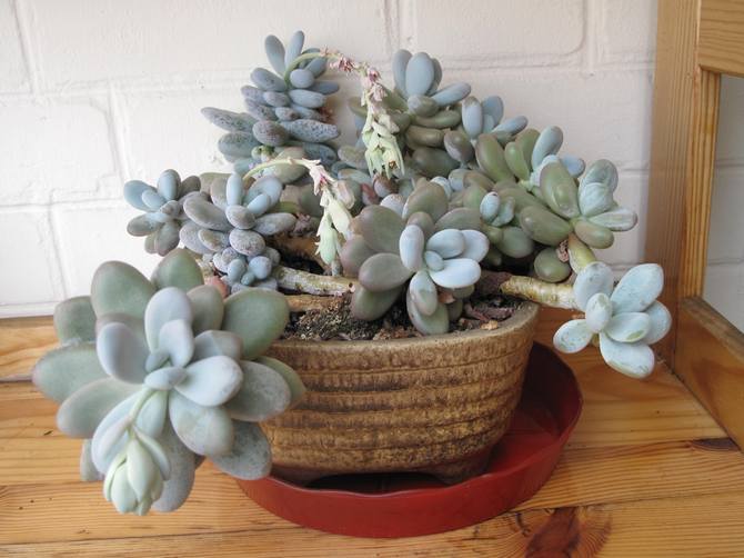 Pachyphytum vård hemma