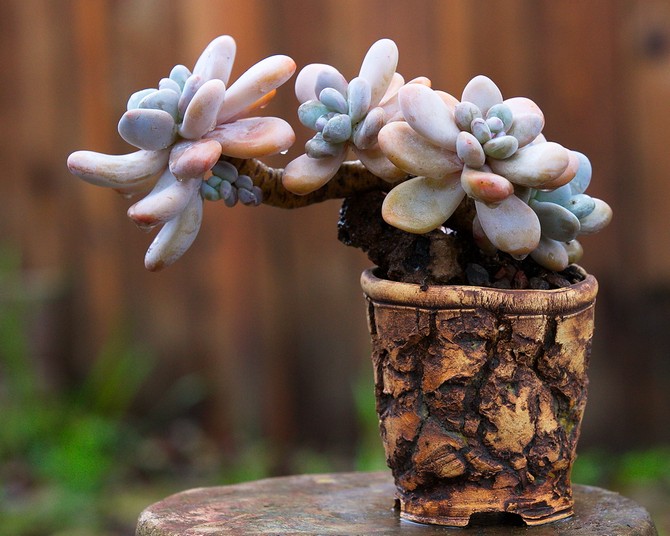 Jenis pachyphytum yang popular