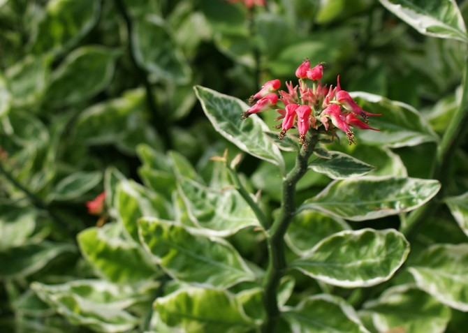 Pedilanthus - penjagaan rumah. Penanaman, pemindahan dan pembiakan Pedilanthus. Penerangan, jenis, gambar