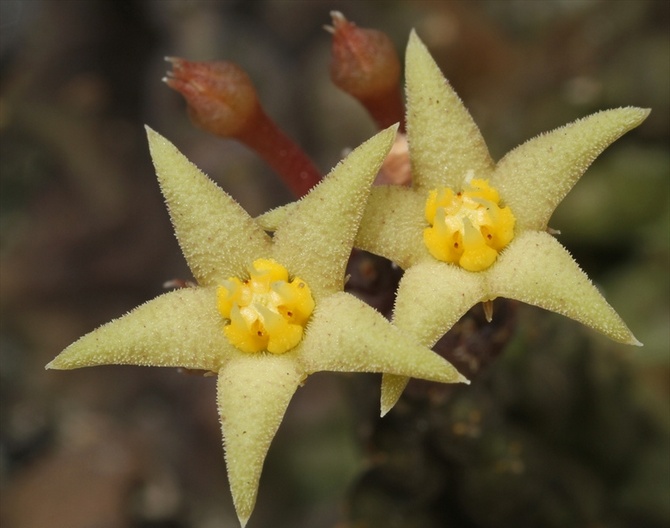 Jenis piarantus yang popular