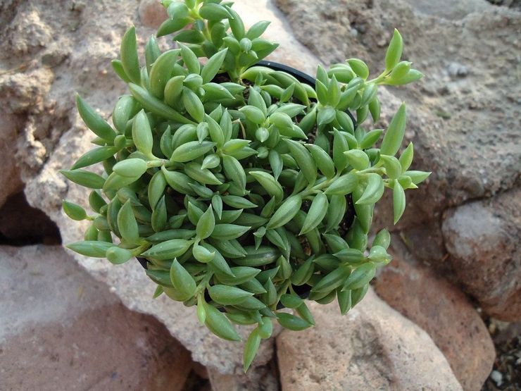 Root groundwort