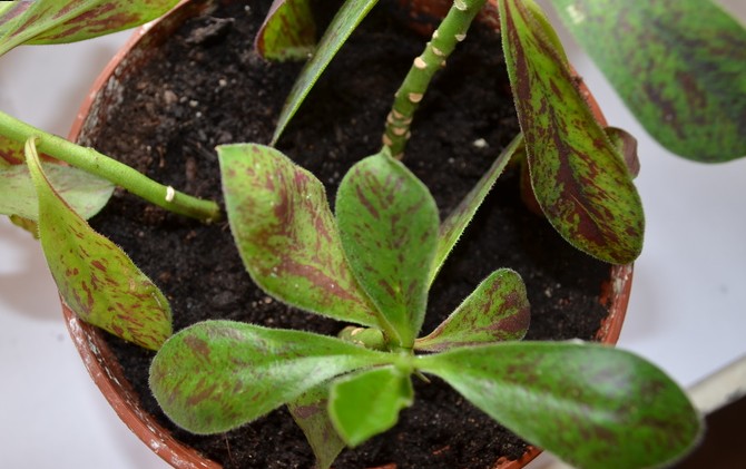 Substratet för plantering av synadenium bör ha en neutral surhetsnivå (pH 5-7).