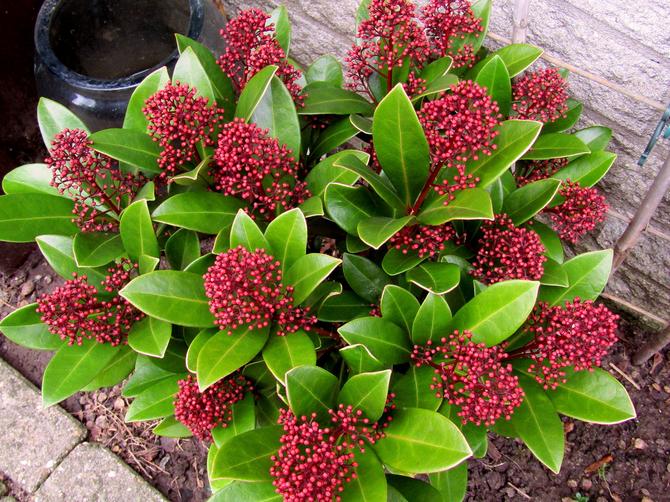 Skimmia - hemvård. Odling av skimmia, transplantation och reproduktion. Beskrivning, typer. Ett foto