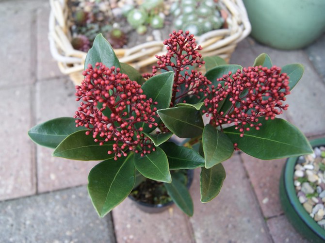 Skimmia mentolerir udara dalaman kering dengan sempurna