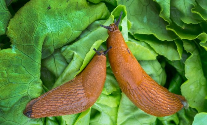 Melawan siput di kebun sayur