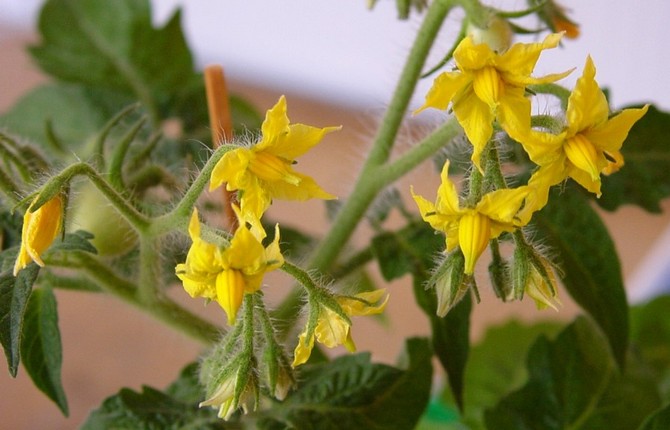 Berpakaian tomato semasa pemula, pembungaan dan penanaman buah