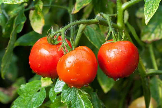 Kekurangan nutrien dalam tomato